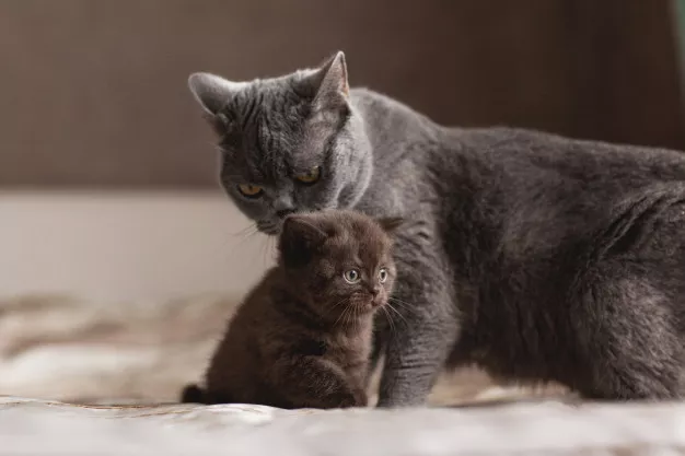 Kočka a koťata potřebují důkladnou péči především ihned po porodu