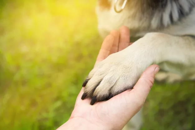 Šest důvodů, proč nepodcenit správné stříhání drápků u psů
