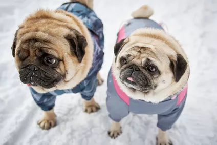 Jak vybírat psí oblečky na zimu, aby vašemu kamarádovi nebyla zima