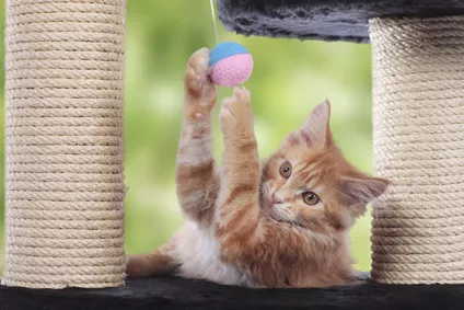 Jaké hračky pro koťata udělají vašim miláčkům radost? Co třeba udice pro kočky nebo kočičí kolotoč!