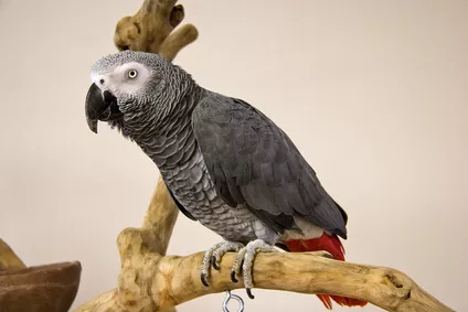 Papoušek žako je oblíbený především díky skvělé imitaci různých hlasů a zvuků. Nenechte se jím proto napálit