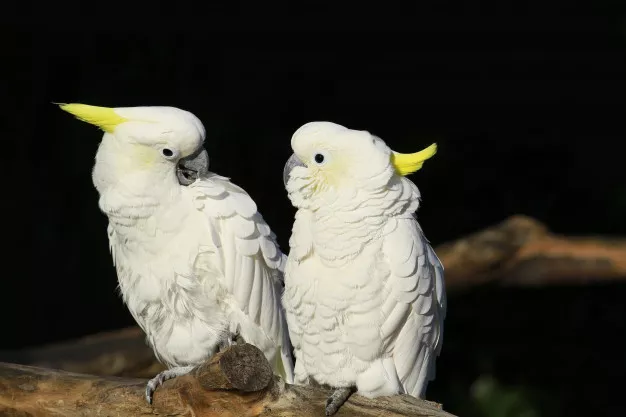 Chov papoušků: Které ptáky můžeme naučit mluvit?
