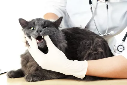Jak se vyhnout paradentóze? Naučte se, jak se správně starat o kočičí chrup!