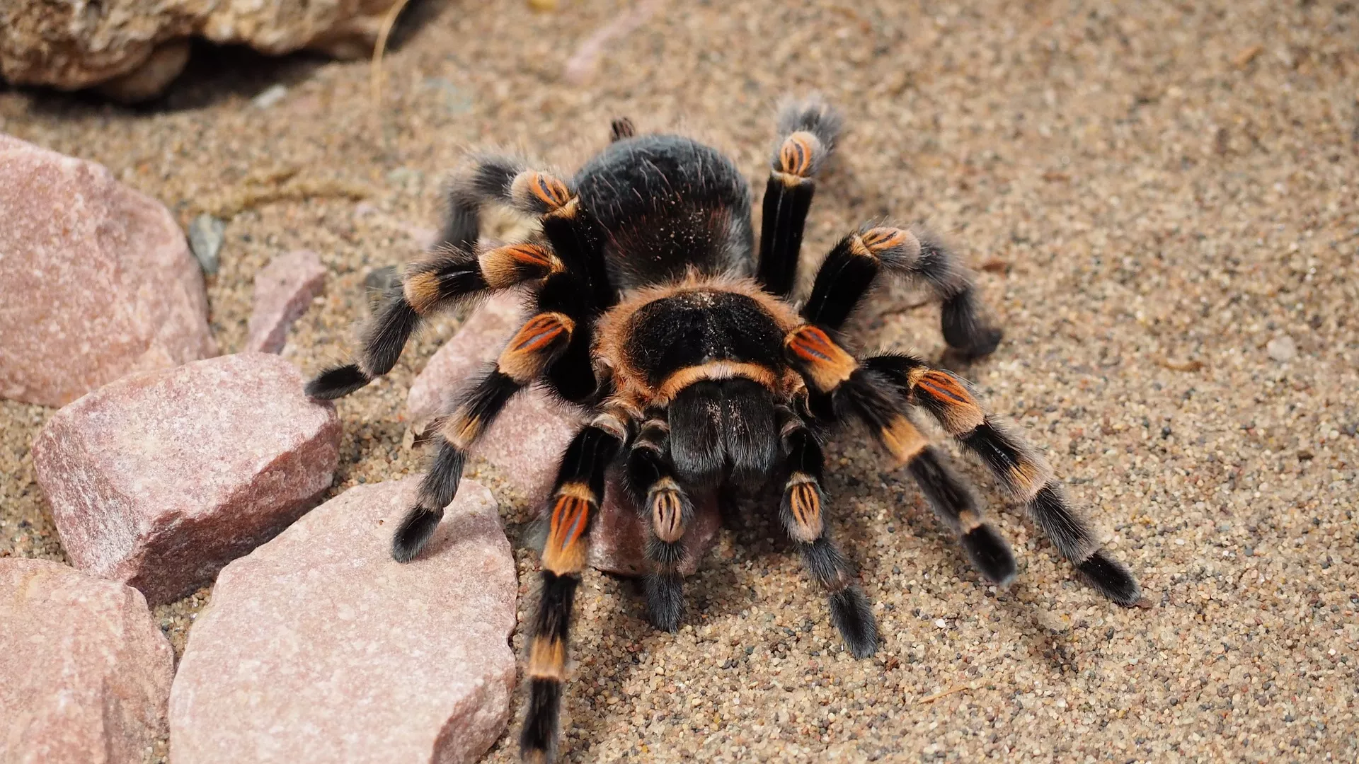 Chov pavouků: Sklípkani jsou nenároční společníci s poutavým životem