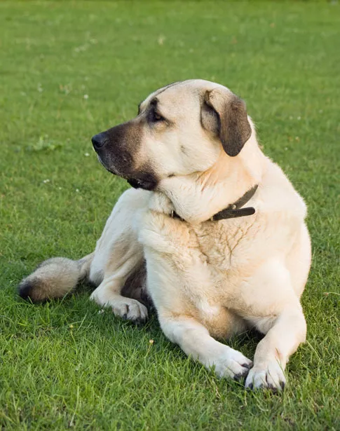 Kavkazský pastevecký pes je skvělý hlídač, ale také odvážný a přítulný kamarád