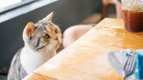 Krmení pro kočky – jak a čím krmit konkrétní druhy koček?