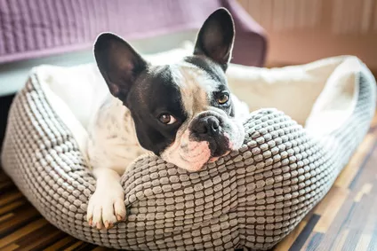 Jak vybrat správný pelíšek pro psa? Poradíme, jak rozeznat vhodný pelíšek pro vašeho mazlíčka