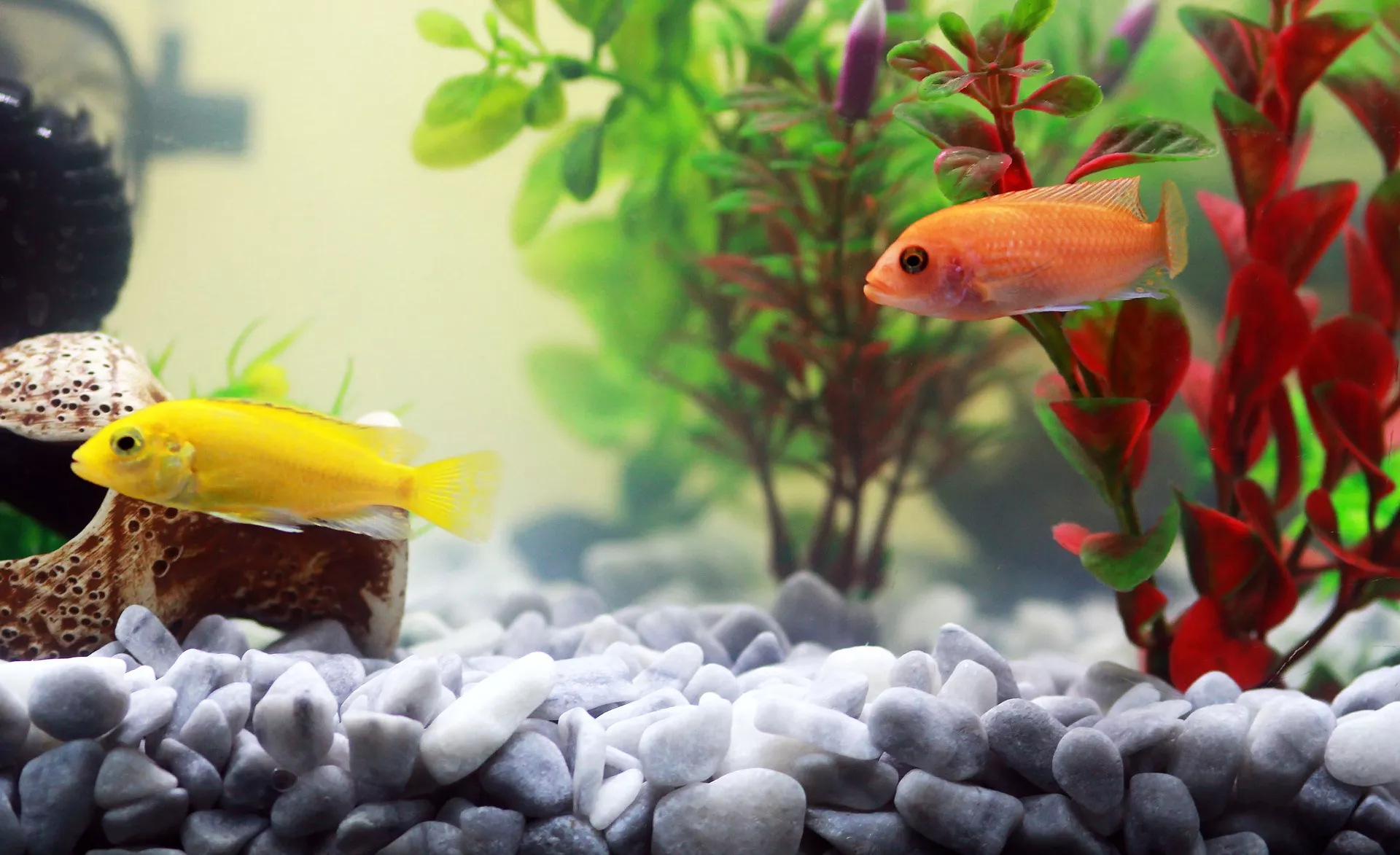 Jak vybavit akvárium, aby se rybičky cítily jako doma