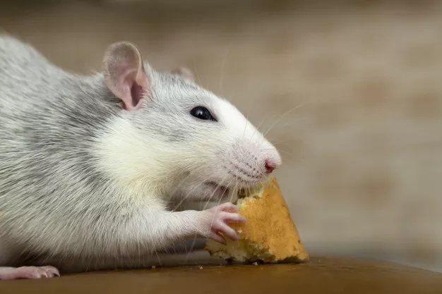 Chov myší: Jaké myšky můžeme chovat doma?