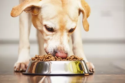 Jak vybrat krmení pro psy: Je lepší vařená strava, nebo granule pro psy?