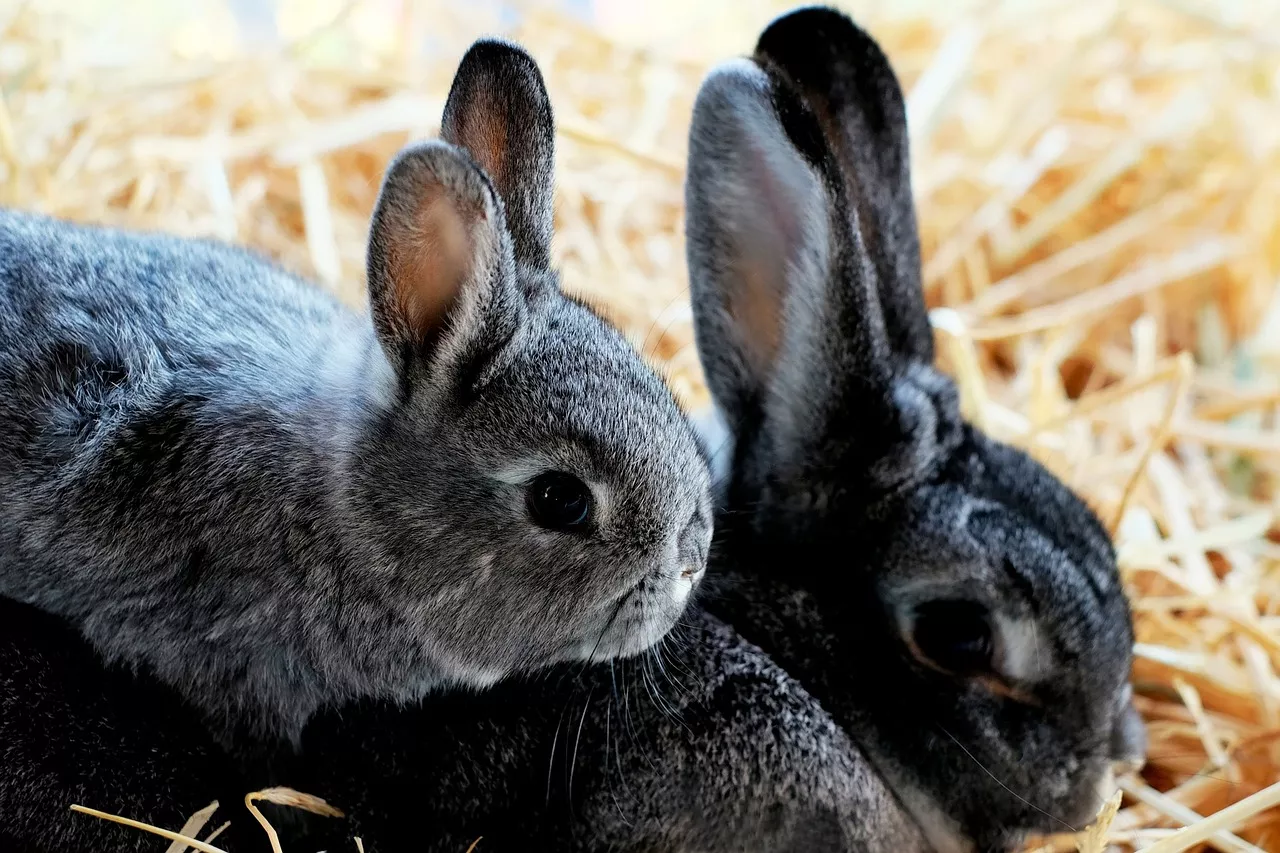 Postarejte se, aby se chov králíků úspěšně rozrostl. Jak na připouštění králíků?