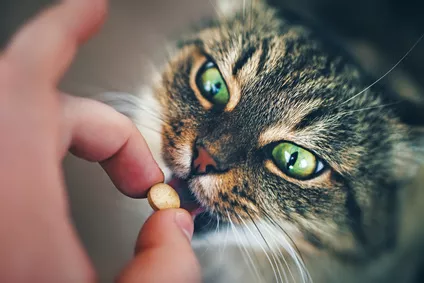 Kočka nechce jíst léky? 3 účinné postupy, jak dát kočce prášek