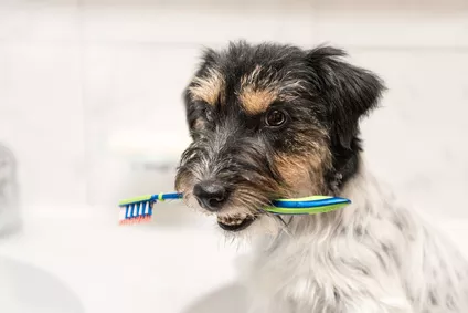 Jak se pečlivě starat o psí zuby? Základem je zubní kartáček a psí pasta na zuby