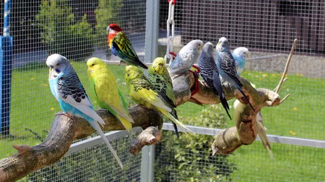 Voliéra pro papouška: jak ji postavit a na co při tom nezapomenout