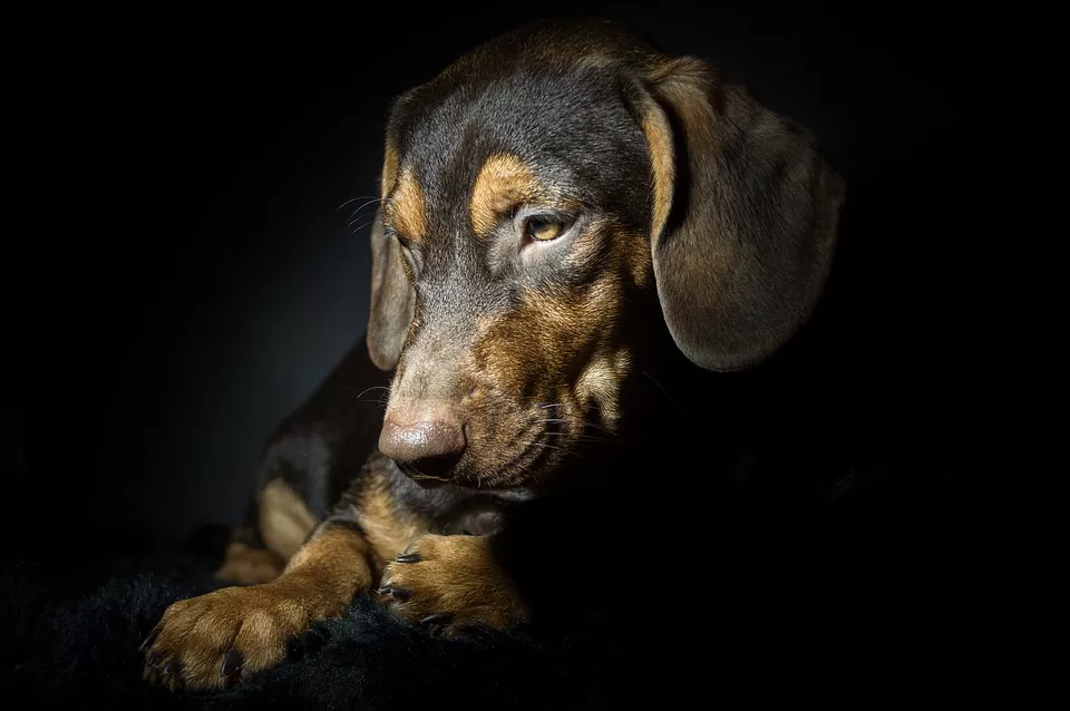 Cushingův syndrom u psa je nejčastější hormonální onemocnění psů. Víte, jak ho poznat?
