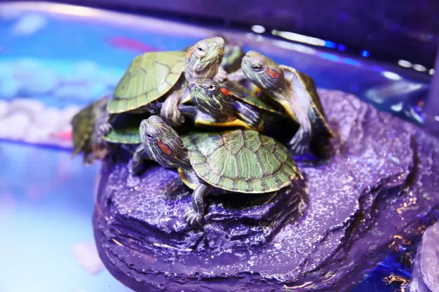 Chov vodní želvy pro začátečníky: Jak správně zařídit želvárium?