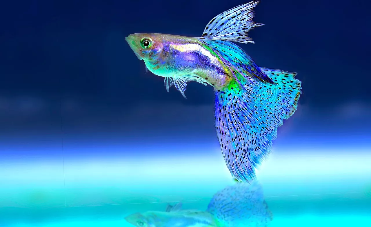 Infekční vodnatelnost patří mezi časté nemoci akvarijních ryb. Příznakem je nafouklé břicho a vypouklé oči