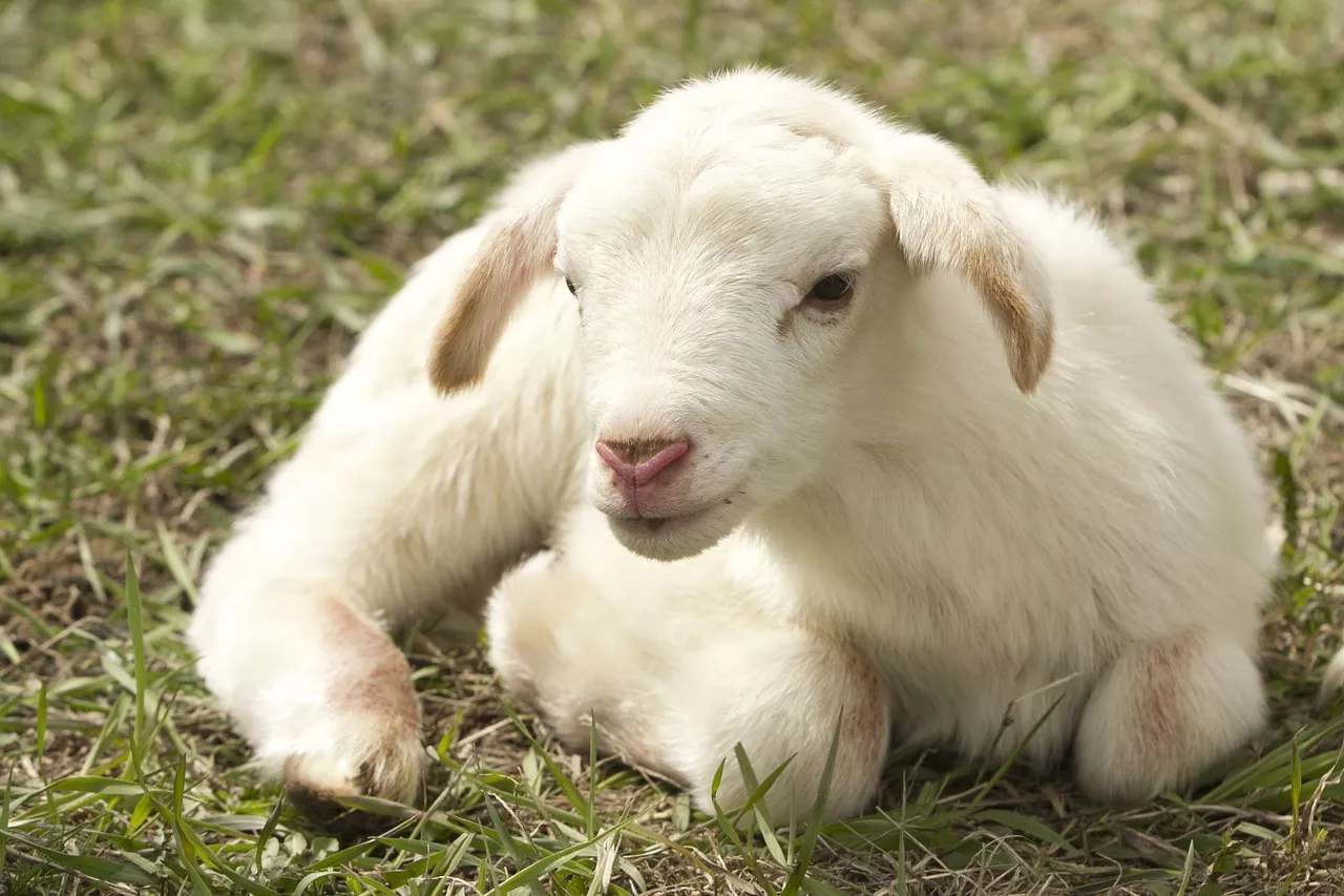 Chov ovcí pro začátečníky: jaká rizika na vás mohou při péči o ovce číhat?