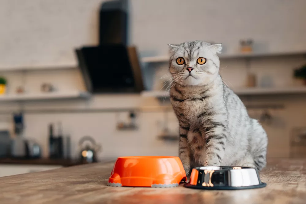 Čím krmit kočku? Trendem v krmení pro kočky jsou domácí pamlsky a barf strava