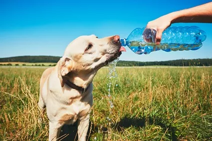 Velká žízeň nebo polydipsie? Co dělat, když pes hodně pije?