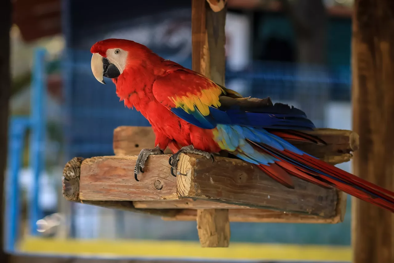 Jak se zařizuje venkovní voliéra pro papoušky? Hlavní je prostorné a hravé prostředí