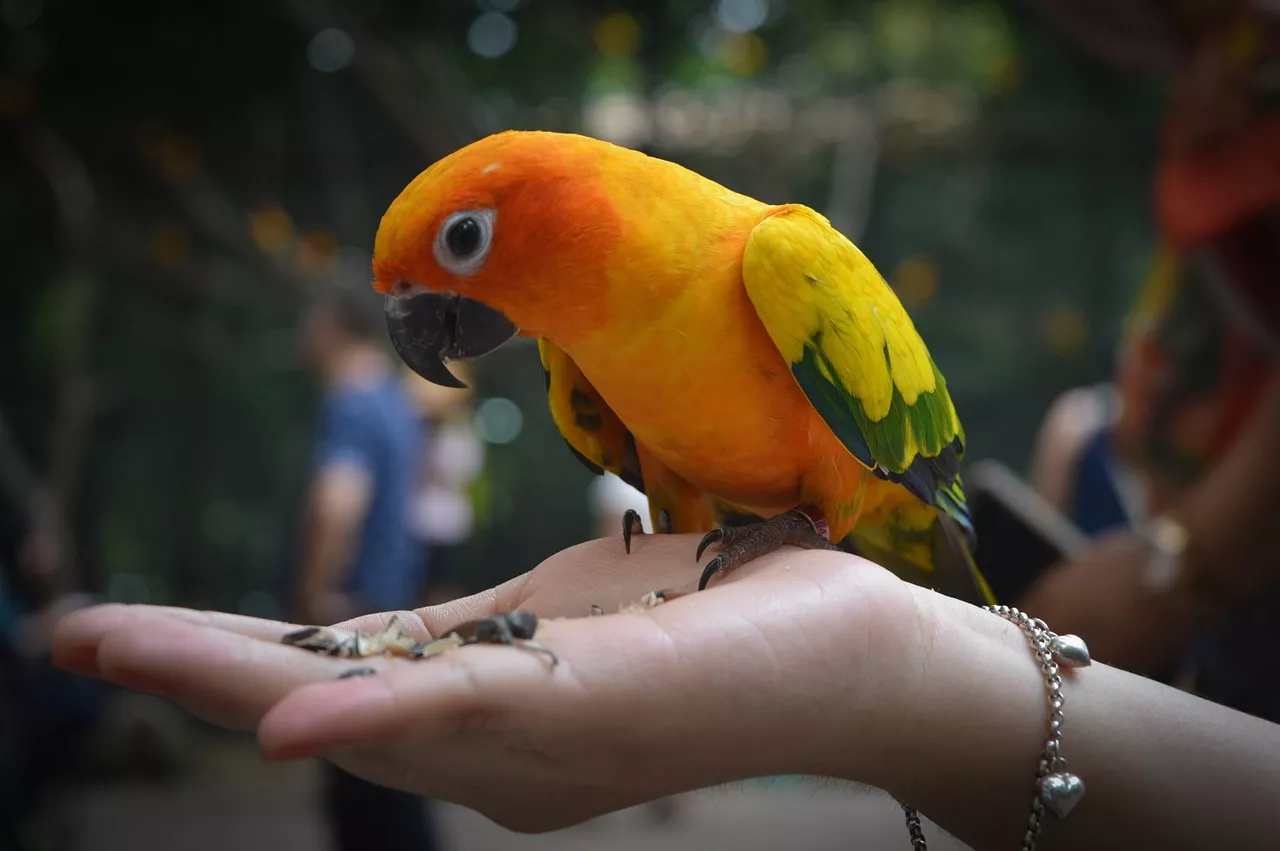 Chov papoušků je zábava, hlavně pokud víte, jak ochočit papouška a naučit ho mluvit