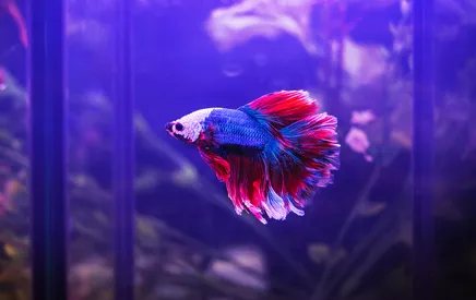Beta bojovnice je agresivní rybka s nádherným zbarvením