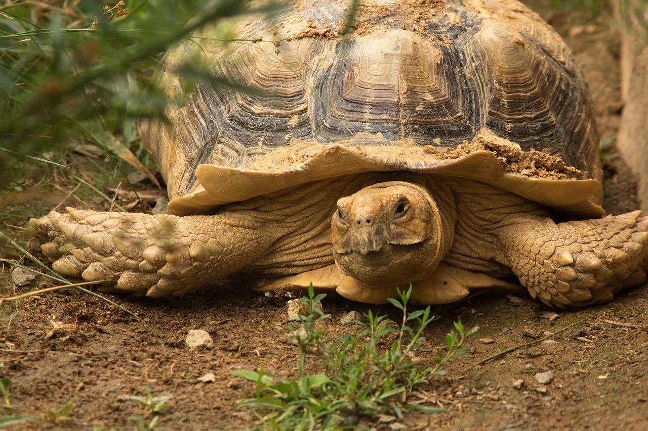 6 důvodů, proč je suchozemská želva skvělým mazlíčkem pro děti i dospělé