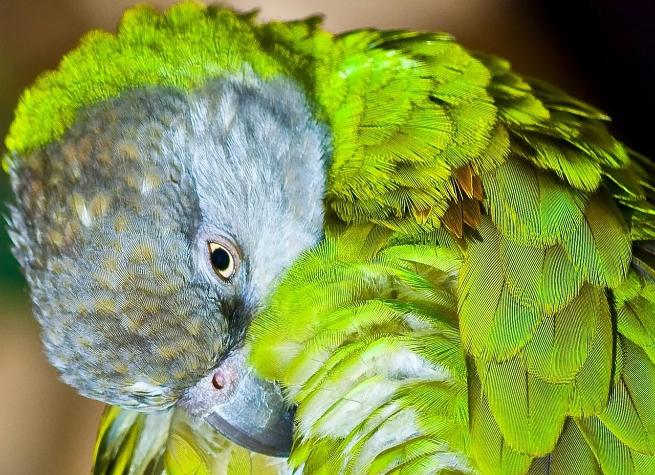 Papoušek senegalský vyžaduje hodně pozornosti. Chov v páru je proto mnohem lepší volbou