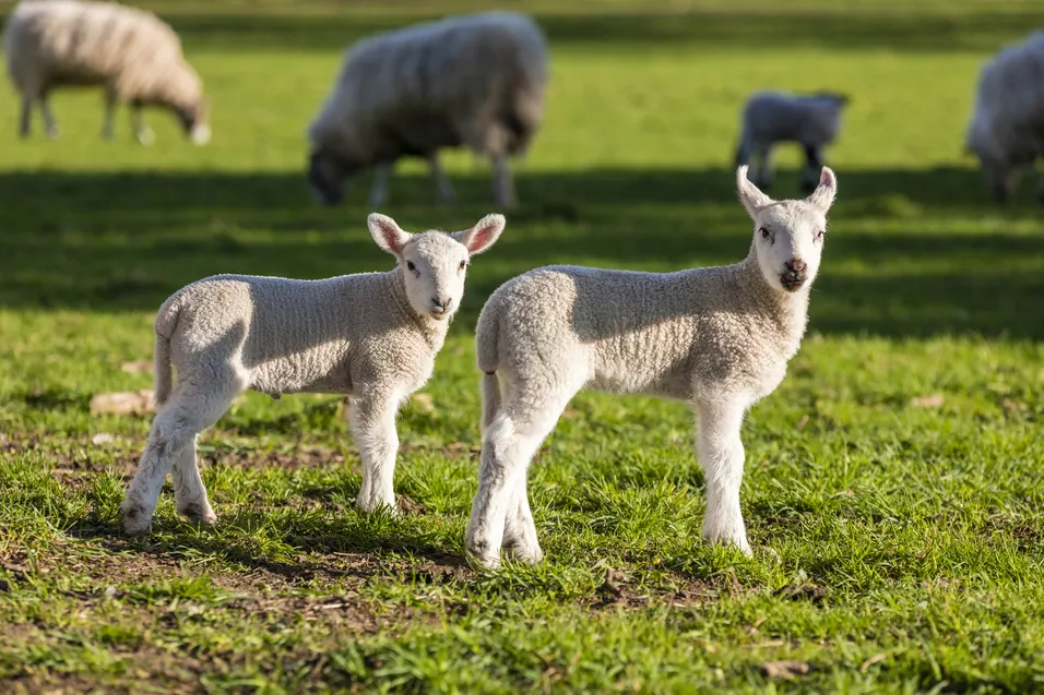 Čím krmit ovce a co je pro ně nebezpečné?