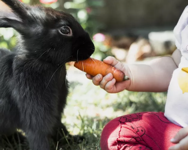Kokcidióza u králíků je jednou z nejčastějších příčin smrti mladých králíčků