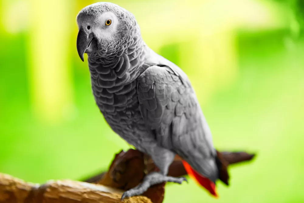 Žako papoušek si s vámi může i popovídat. Víme, jak ho naučit dobře mluvit
