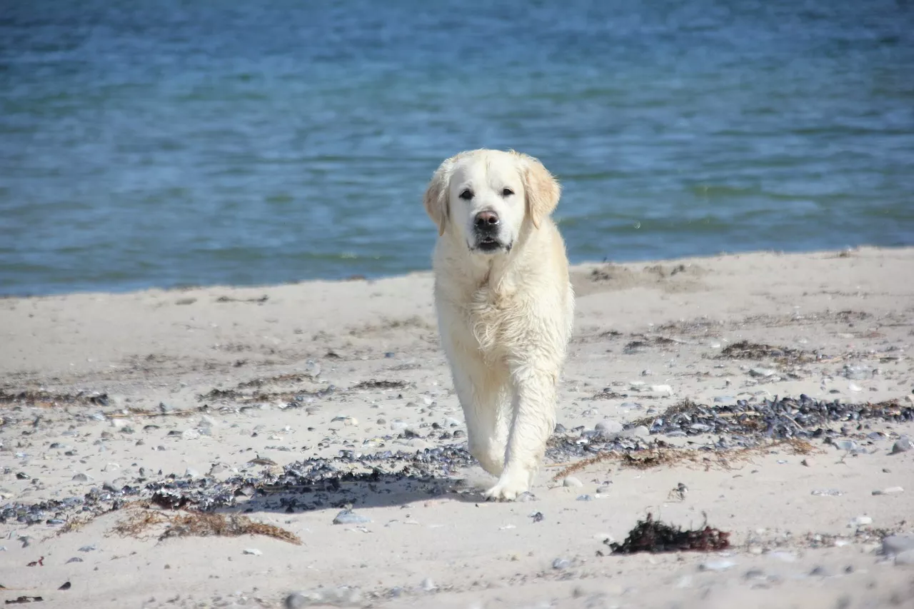 Dovolená se psem u moře je nezapomenutelný zážitek. Jak se na ni připravit?