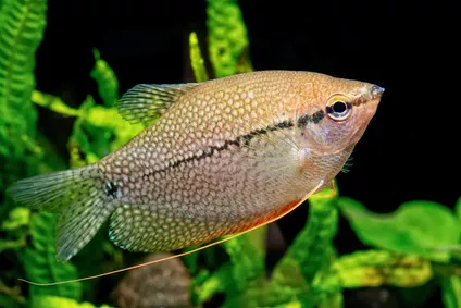 Čichavec modrý, perleťový nebo zakrslý: rybky, které oživí každé akvárium