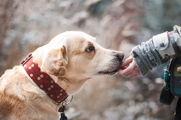 Canisterapie: Když psí duše zklidní tu naši