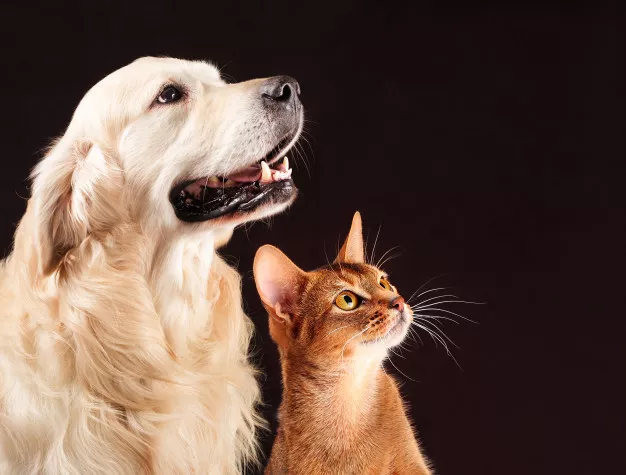 Jací jsou nejoblíbenější domácí mazlíčci? Psi a kočky obsazují první příčky