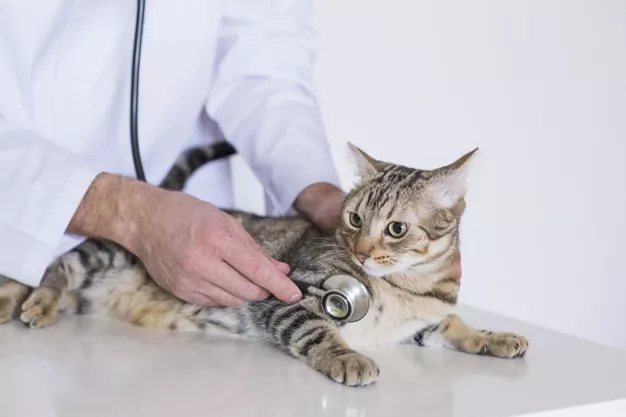 Kašel u kočky – kdy je potřeba navštívit veterináře?