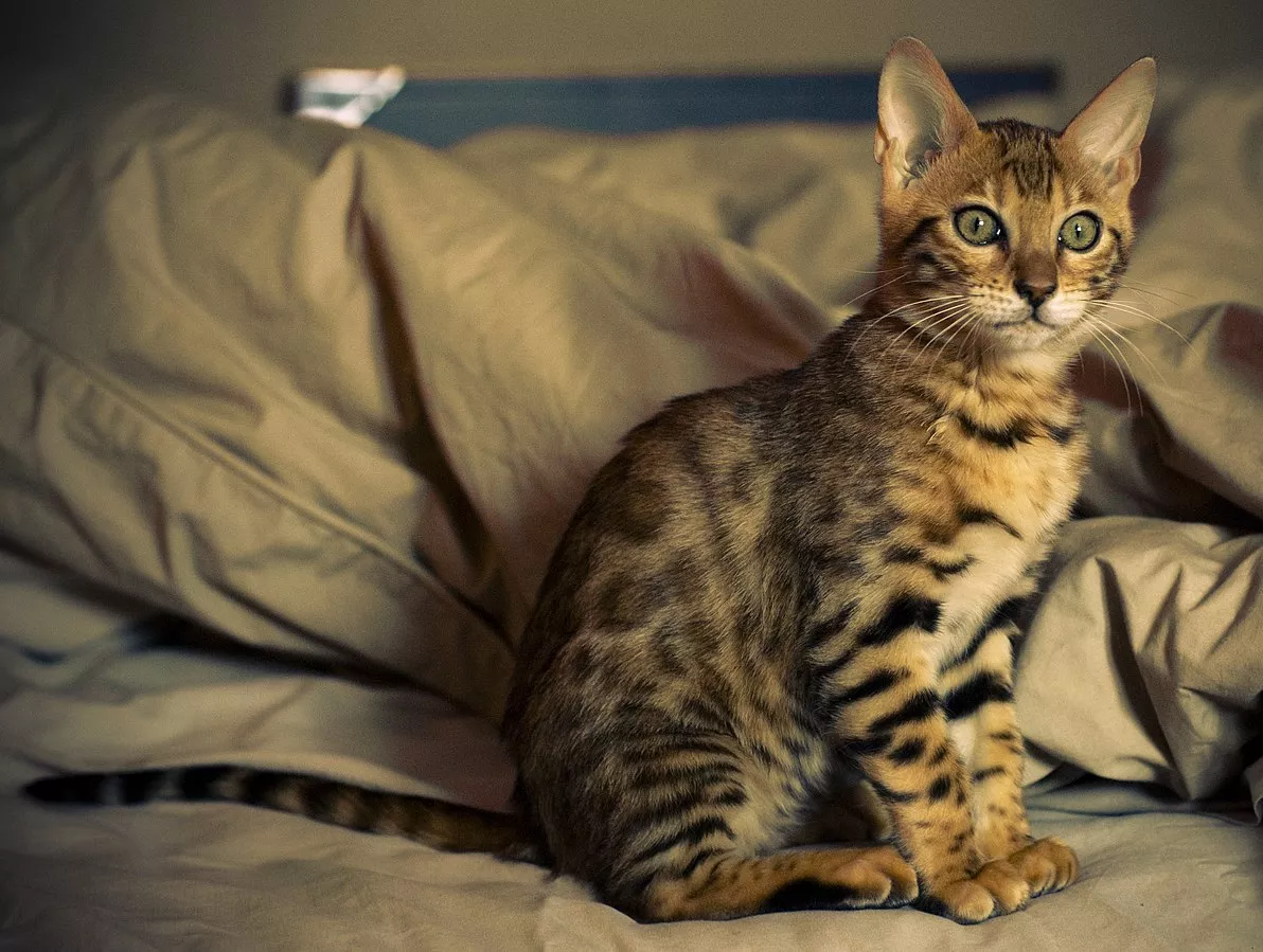 Kočka vhodná do bytu – kočičí plemena, která milují domov