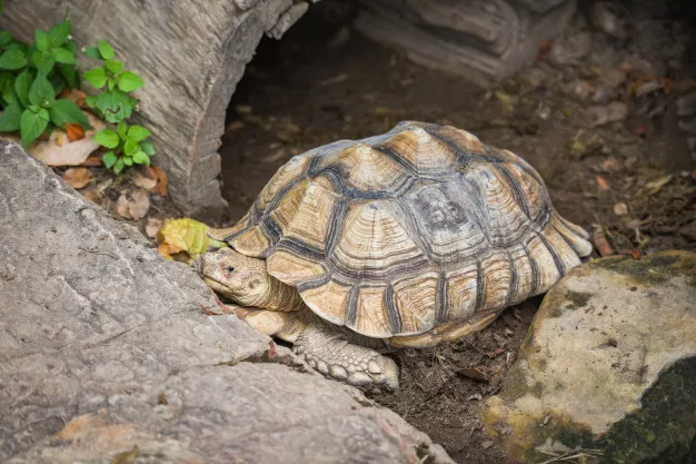 Želví krunýř je sice pevný a odolný, potřebuje ale dobrou péči