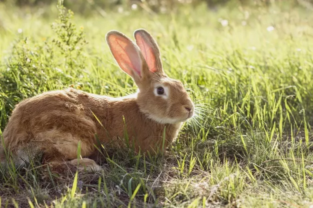 Nemoci králíků: Myxomatózu zastaví jedině očkování!