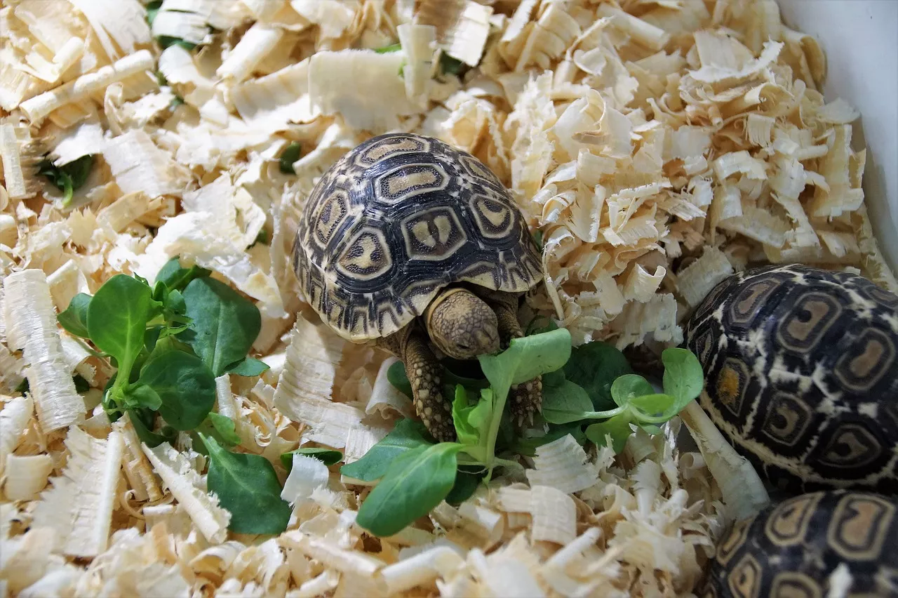 Želva pardálí – jak na chov suchozemských želv?