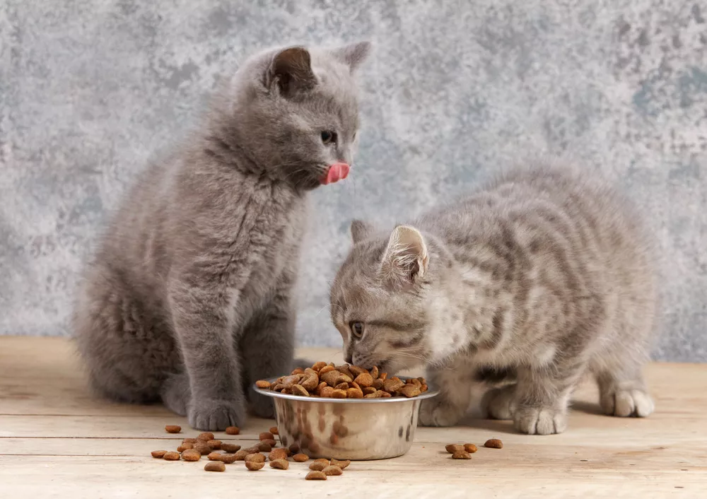Výživa koťat a její vliv na zdravý vývoj kotěte