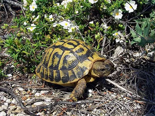 Přemýšlíte jaká suchozemská želva bude tou pravou pro vaše terárium? Želva zelenavá je vhodná i pro chovatele začátečníky!