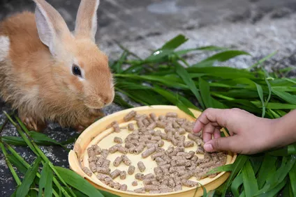 Jak nejlépe nakrmit králíka? Granule jsou základ!