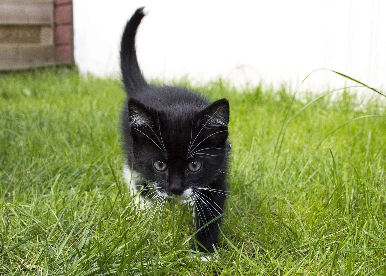 Připravme kotě na pobyt na zahradě. Jak naučit kočku na záchod venku?