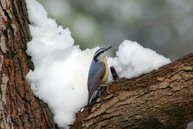 Krmítka ptactvu pomáhají. Čím krmit ptáky v zimě?