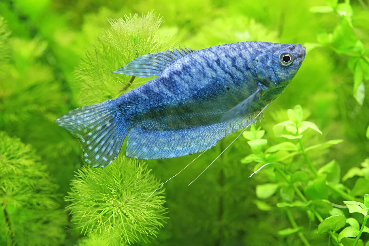 Nemoci akvarijních ryb: parazité, jejich projevy a léčba