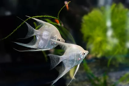 Nejoblíbenější akvarijní rybičky a jak se o ně starat