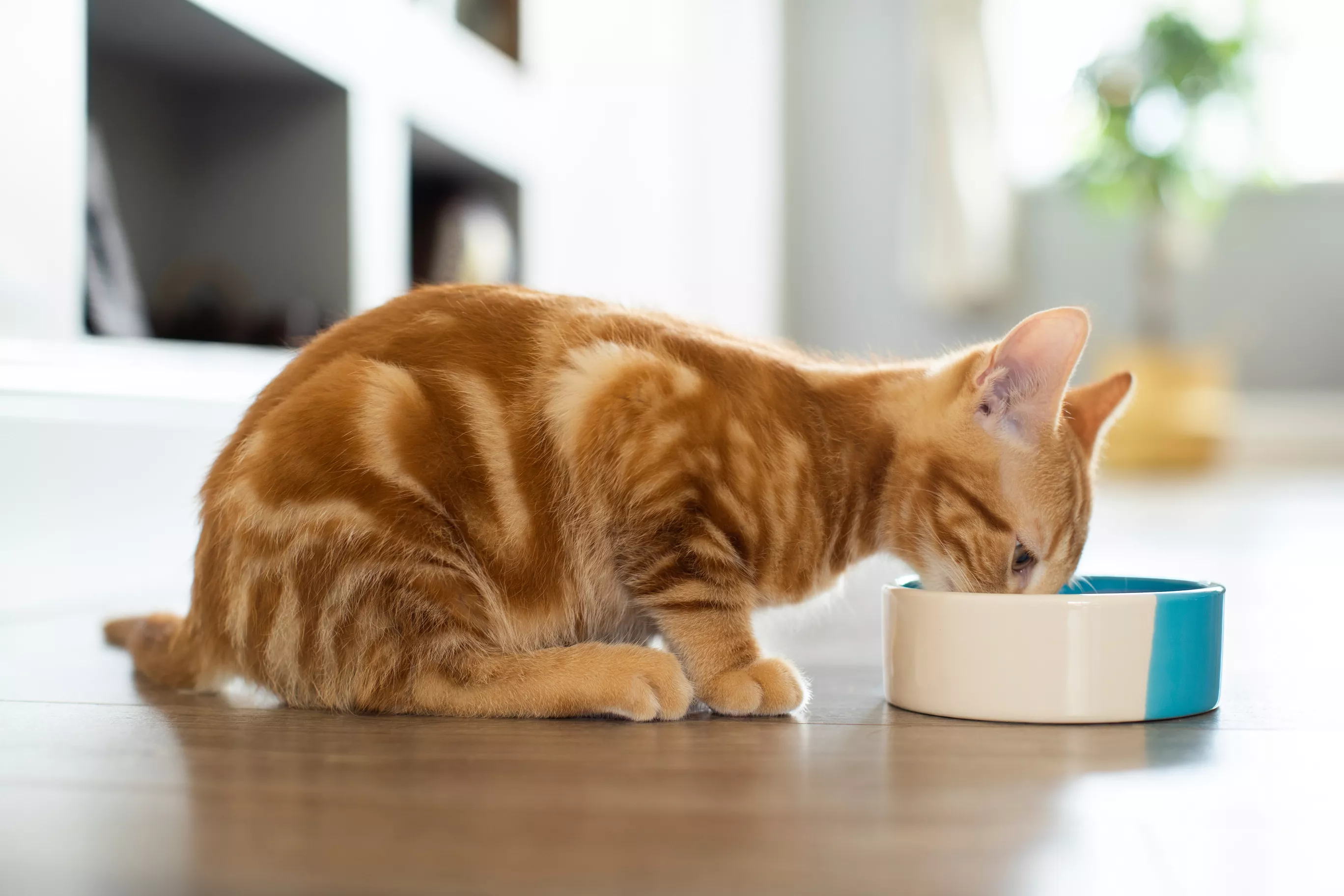 Jak často krmit kočku a jak dlouho vydrží kočka bez jídla?
