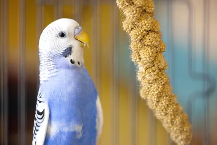 Senegalské proso je kompletní krmivo pro papoušky. Víte, jak jej pěstovat?
